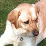 Dog with a bell attached to its collar